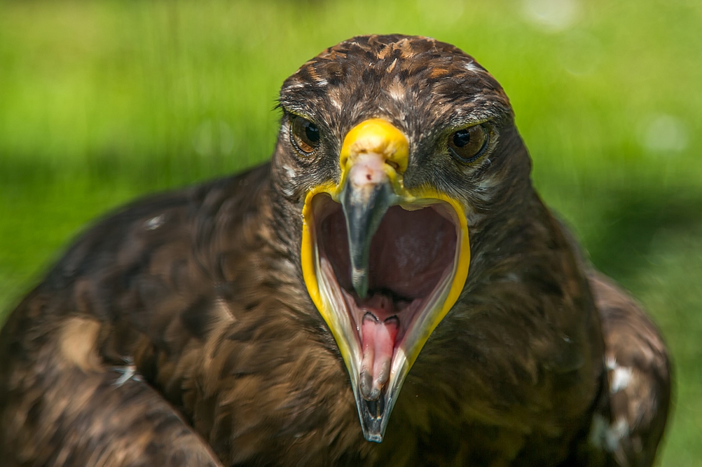 Steinadler