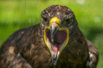Steinadler