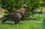 durchdringender Blick